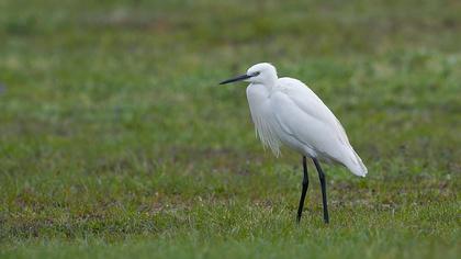 Little Egret