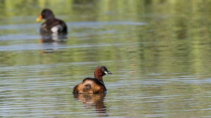 Little Grebe