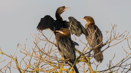 Pygmy Cormorant