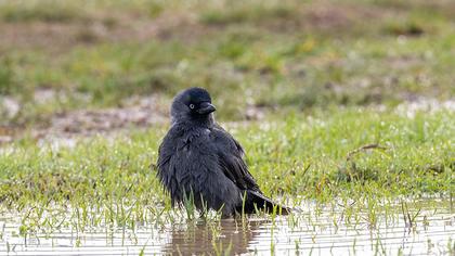 Western Jackdaw