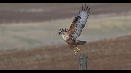 Long-legged Buzzard