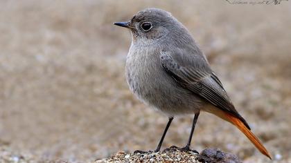 Black Redstart