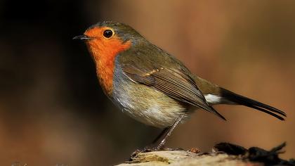 European Robin