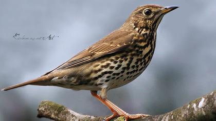 Song Thrush