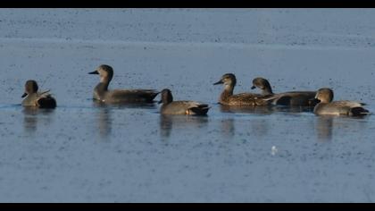 Gadwall