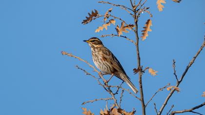 Redwing