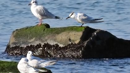 Sandwich Tern