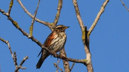 Redwing