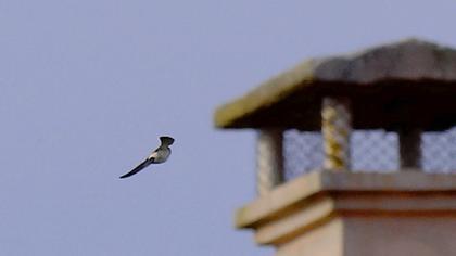 Red-rumped Swallow
