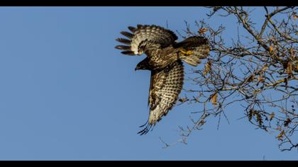 Long-legged Buzzard