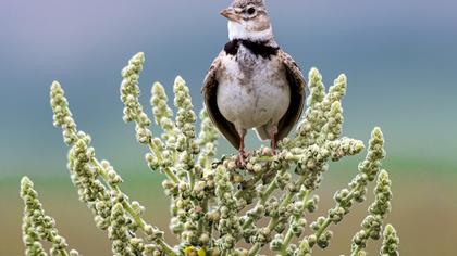 Calandra Lark