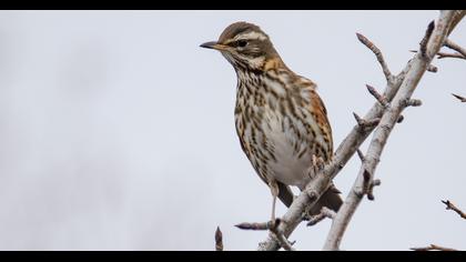 Redwing