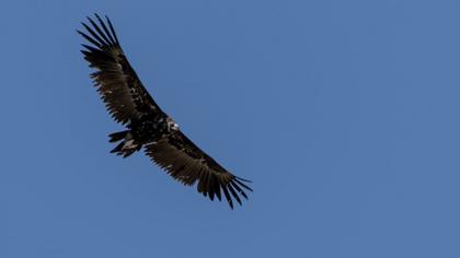 Cinereous Vulture