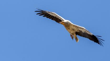 Egyptian Vulture