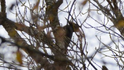 Black Woodpecker