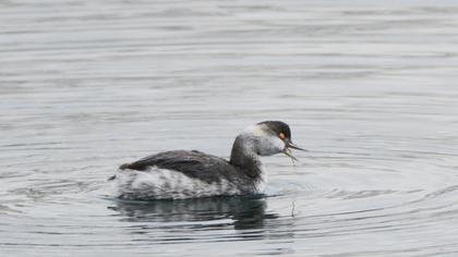 Black-necked Grebe