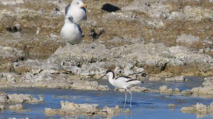 Pied Avocet