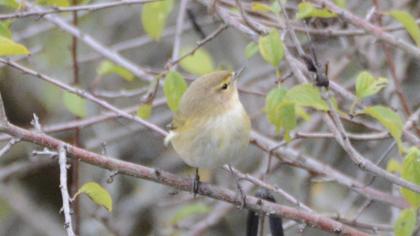 Common Chiffchaff