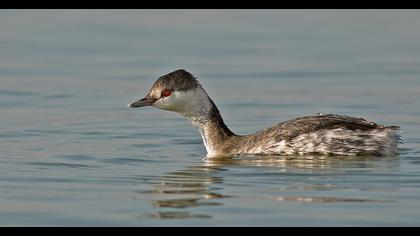 Horned Grebe