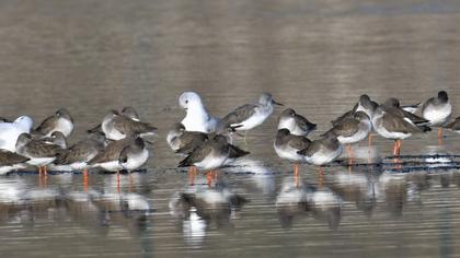 Common Greenshank