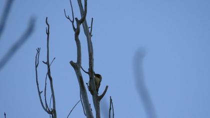 European Green Woodpecker