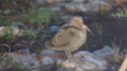Eurasian Woodcock