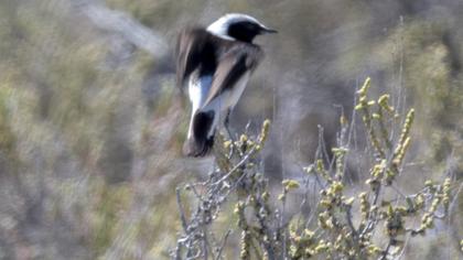 Mourning Wheatear