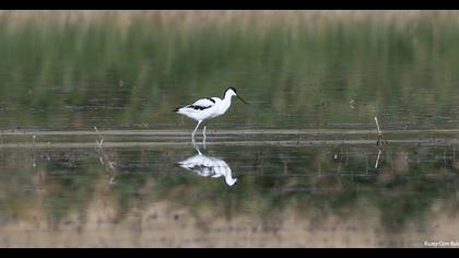 Pied Avocet