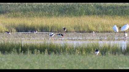 Eurasian Oystercatcher
