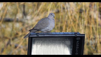 Eurasian Collared Dove