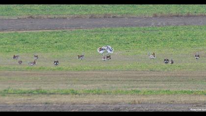 Great Bustard