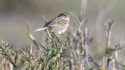 Pine Bunting