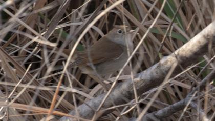 Thrush Nightingale