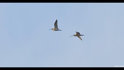 Eurasian Curlew