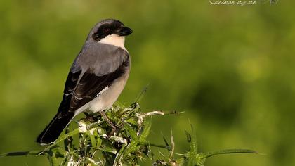Lesser Grey Shrike