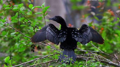Pygmy Cormorant