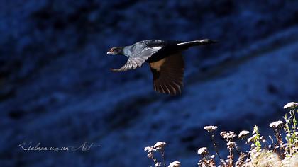 Caucasian Grouse