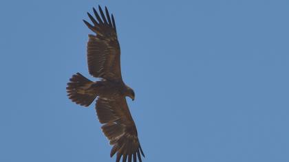 Küçük orman kartalı