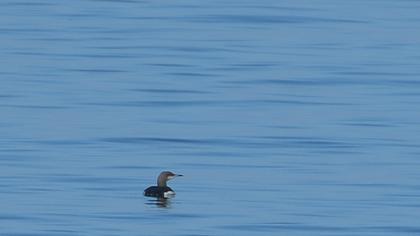 Black-throated Loon