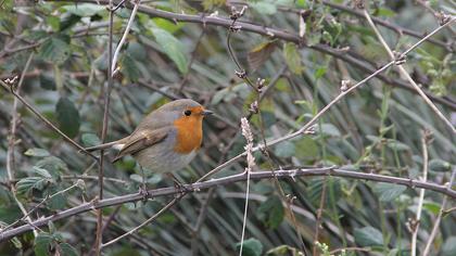 European Robin