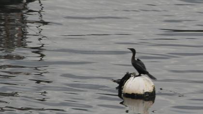 Pygmy Cormorant