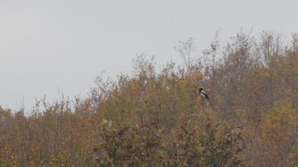 Eurasian Magpie