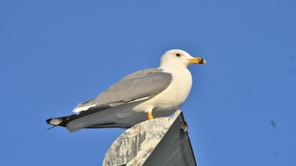 Armenian Gull