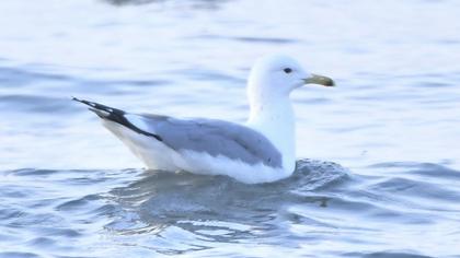 Caspian Gull