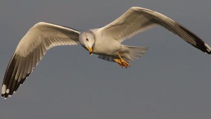 Van gölü martısı