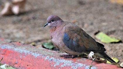 Laughing Dove