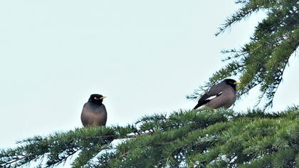 Common Myna