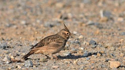 Crested Lark