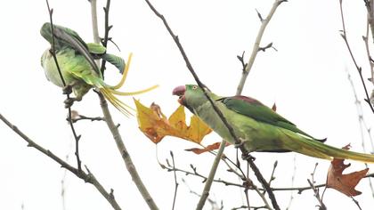 Alexandrine Parakeet