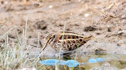 Jack Snipe